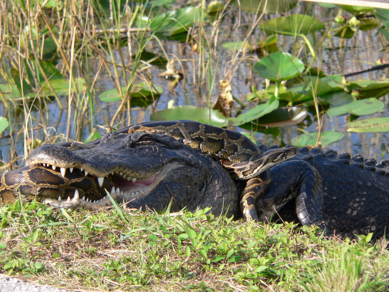 Illustration for article titled What's Eating Florida? These Six Voracious Species
